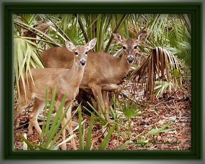 A Doe and one of last  seasons babies