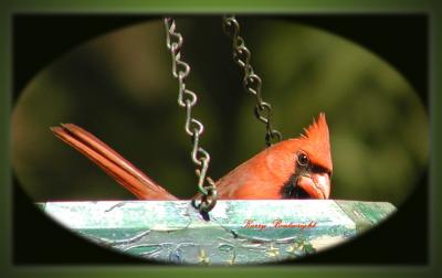 Male Cardinal