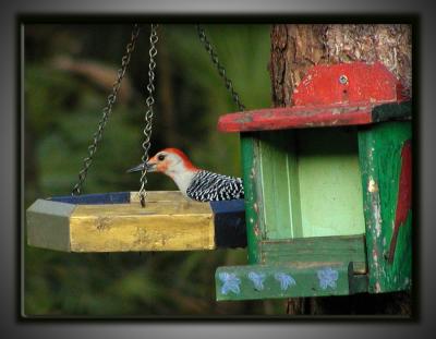 Red-Bellied Woodpecker