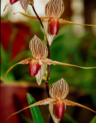 Rothchild Slipper Orchids