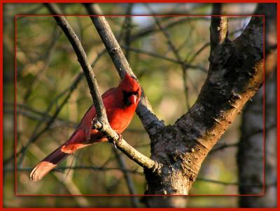 Northern Cardinal (in Texas)