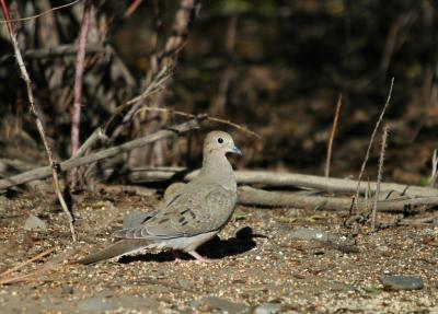 Mourning Dove  1004-1j Yakima Arboretum