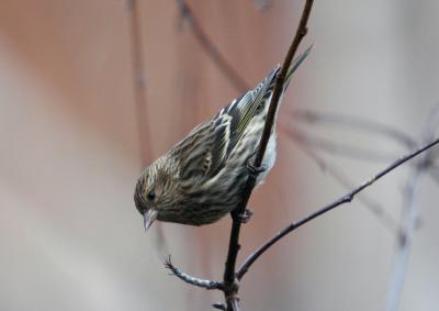 u49/photon180/medium/36410962.PineSiskin11041j.jpg