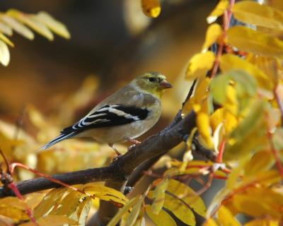 American Goldfinch 1104-3j  Yard