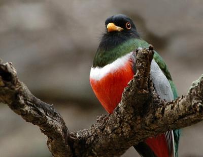 Elegant Trogon 0205-10j Sonoita Creek, AZ