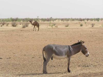 Ass + camel