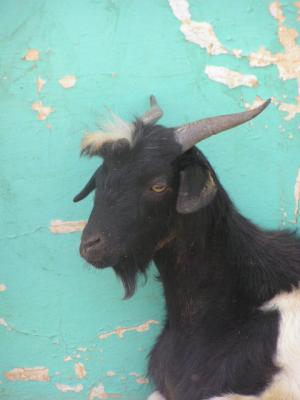 He-goat