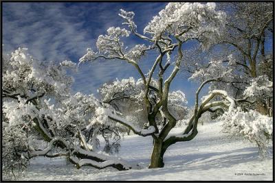 Curved Tree