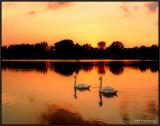 Swan Lake