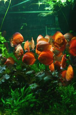 10th month after set up with new fish inside since 2 day's