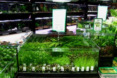 Tropica aquatic plants