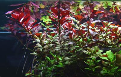 120th day - Ludwigia repenes & Ludwigia repens 'Rubin'