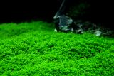 120th day after set up - Heminathus callitrichoides