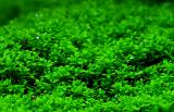 120th day - Heminathus callitrichoides