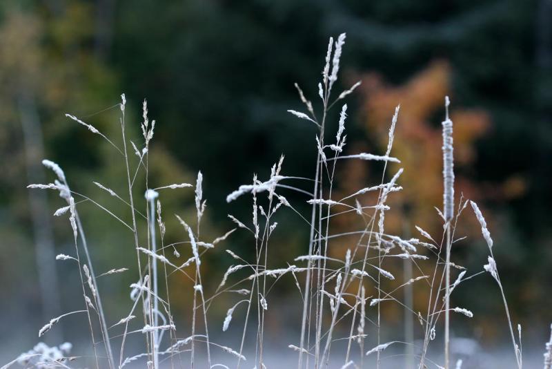 Ripe Stalks