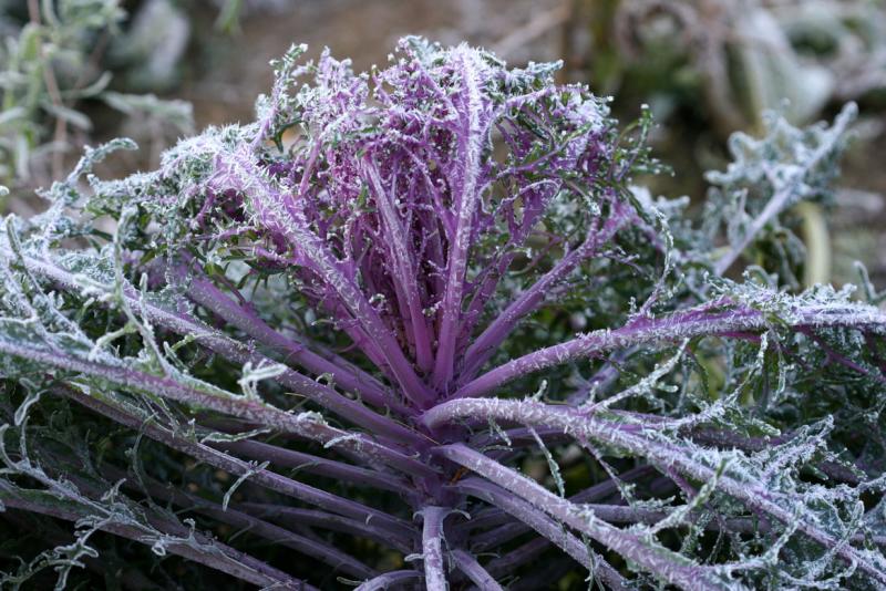 Frosted Kale