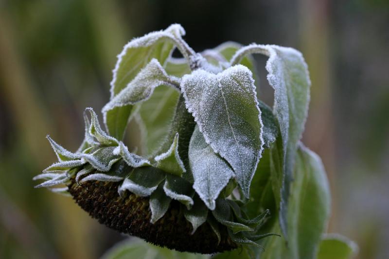 Frosted Sunflower