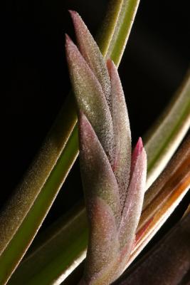 205-03-15: <i>Tillandsia paucifolia</i>
