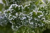 Frosted Parsley