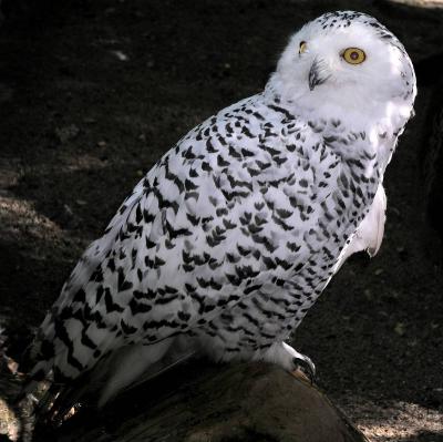 Smiling snowy Owl - Winnipeg Zoo