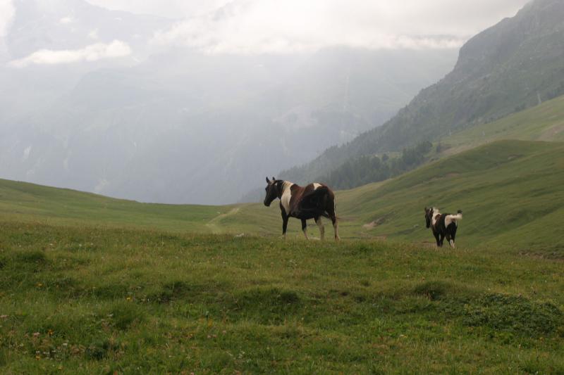 a long free rides for those mountain horses