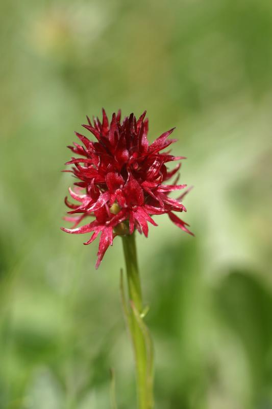 orchidee vanille