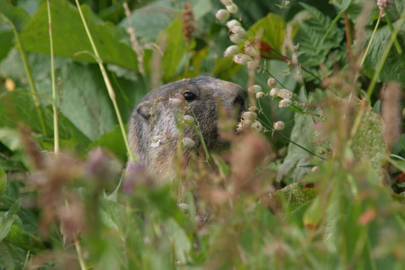 the hidden marmotte