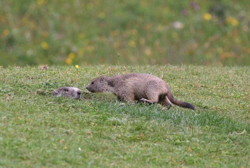 baby marmotte and her mother