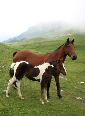 horses : mother and son