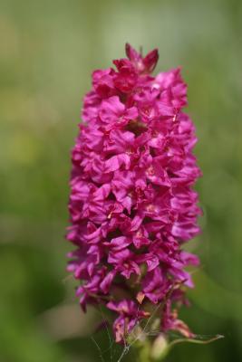 orchis male