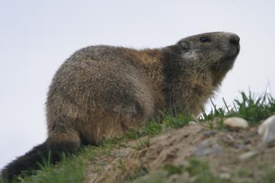 a big marmotte that is