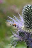 panicaut des alpes