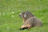 a big fatty marmotte