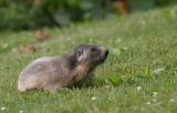small marmotte