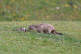 baby marmotte and her mother