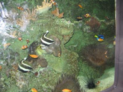 shedd aquarium2.JPG