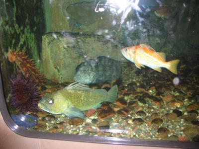 shedd aquarium3.JPG