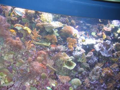 shedd aquarium4.JPG