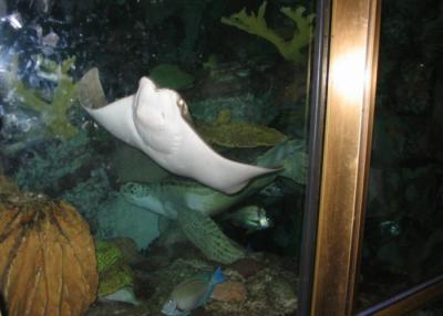 shedd aquarium5.JPG