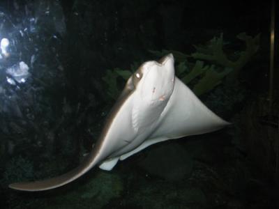 shedd aquarium6.JPG