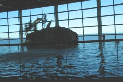 dolphin show2.JPG