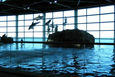 dolphin show3.JPG