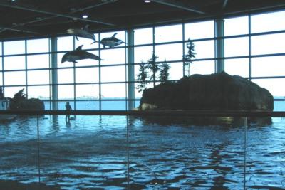 dolphin show4.JPG