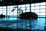dolphin show3.JPG