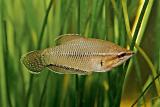 Sphaerichthys vaillanti