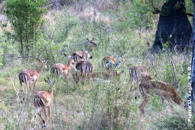 African Safari