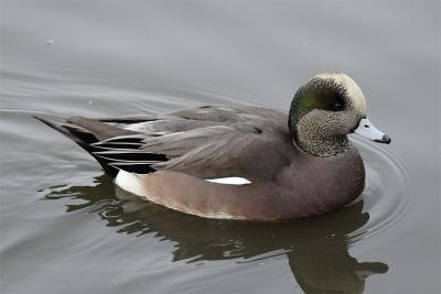 10-31-2004Widgeon