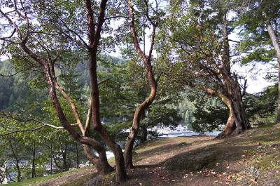 Stuart Island 2.jpg