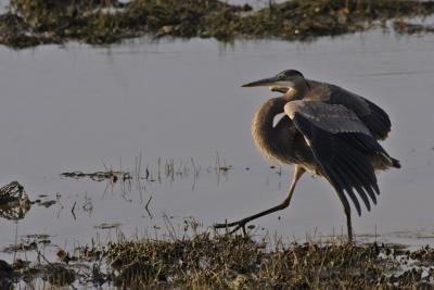 11-20-2004Great Blue Heron
