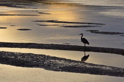 Backlit Heron.jpg